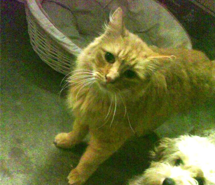 澳网开赛在即，德约科维奇剑指第11冠，德约科维奇让出100万美元澳网奖金 分给低排名选手