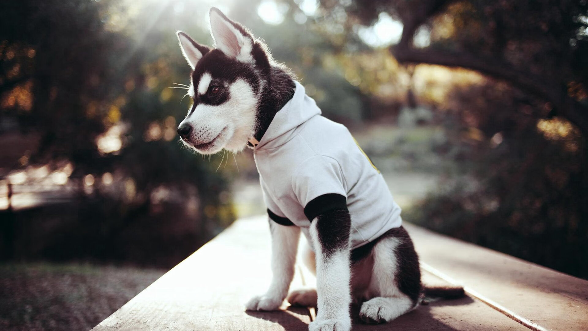 爱游戏中国官网-T1赛事运营能力持续提升，t1资格赛