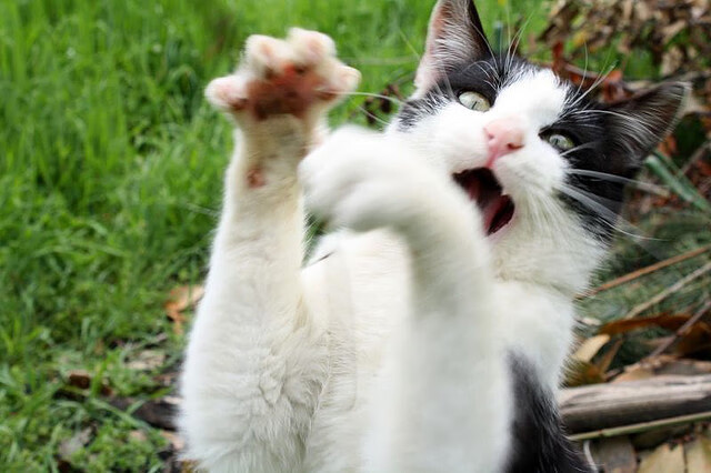 ayx-丹麦选手 dev1ce 与瑞典战队 NiP 合作备战 Major，丹麦组合en dag