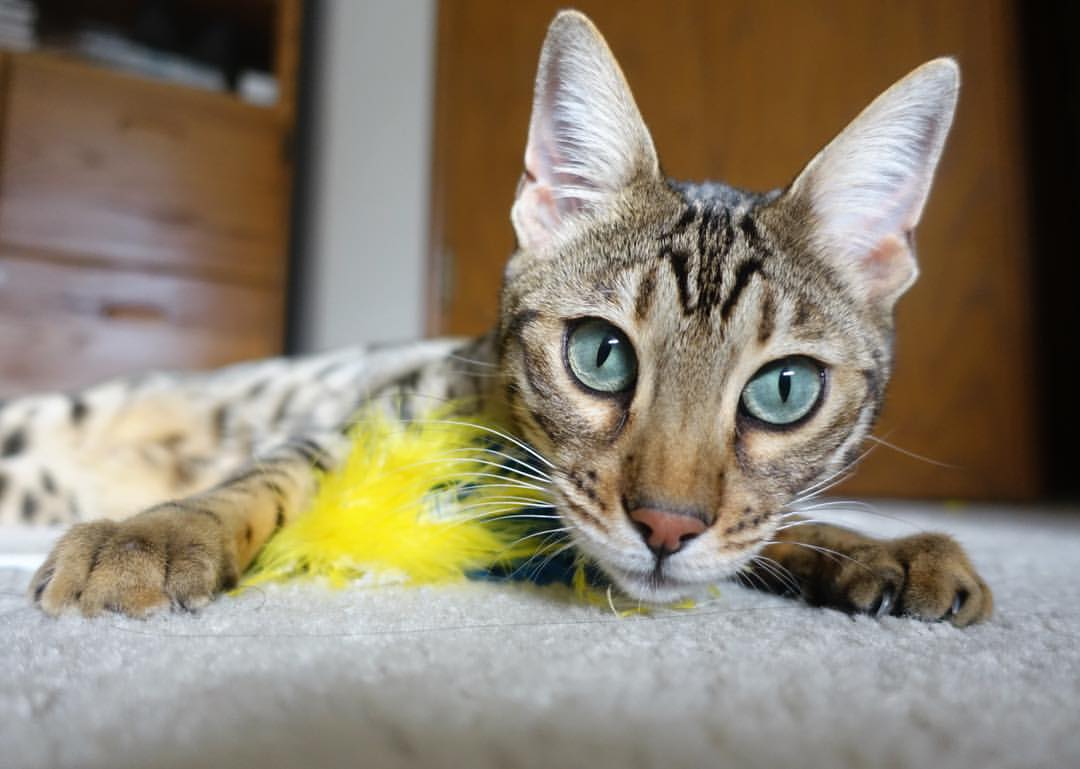 爱游戏赛事中心-博卡青年新秀球员表现亮眼，博卡青年著名球员