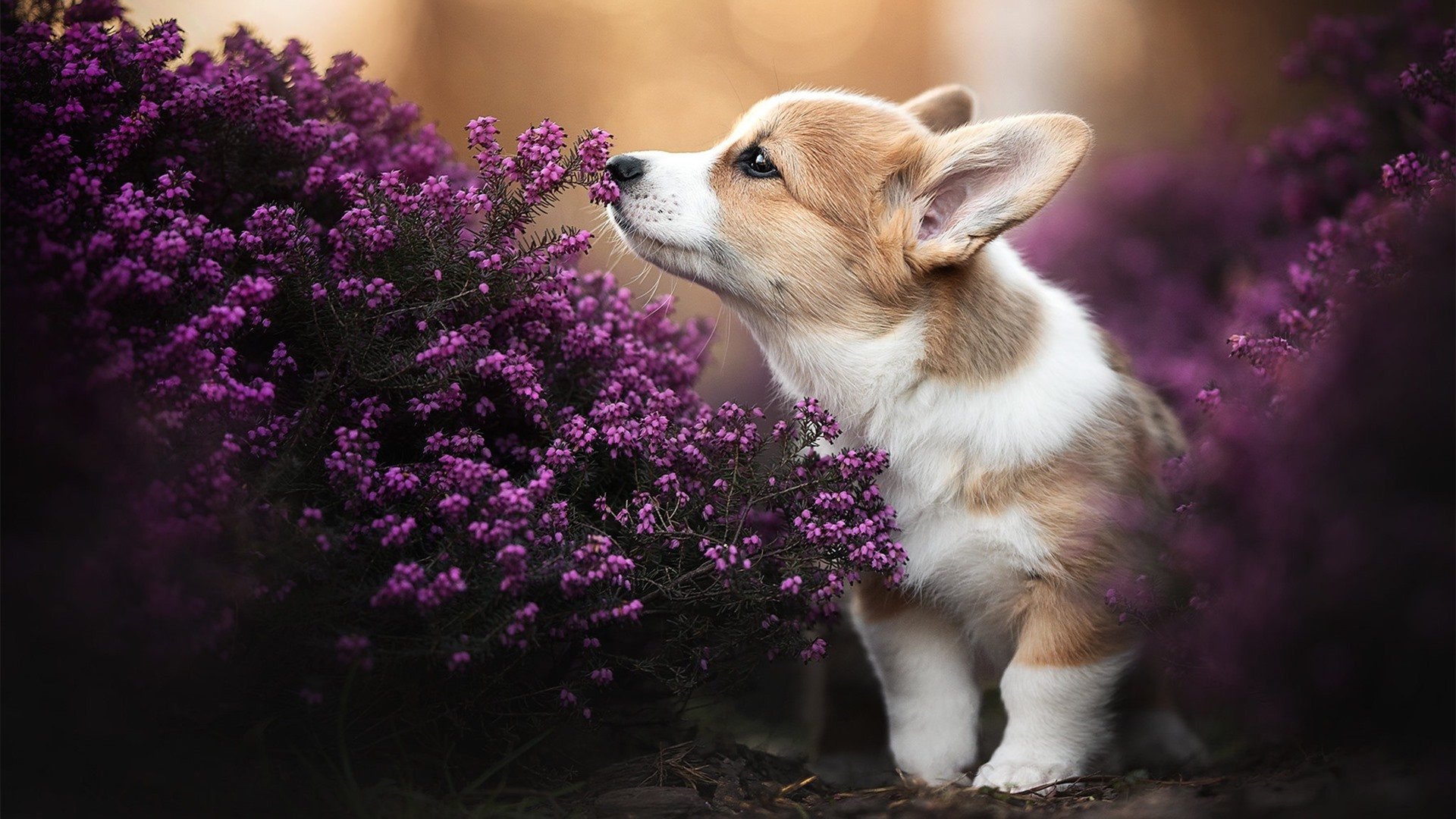 快船队核心球员竞技状态巅峰，快船队厉害的球员