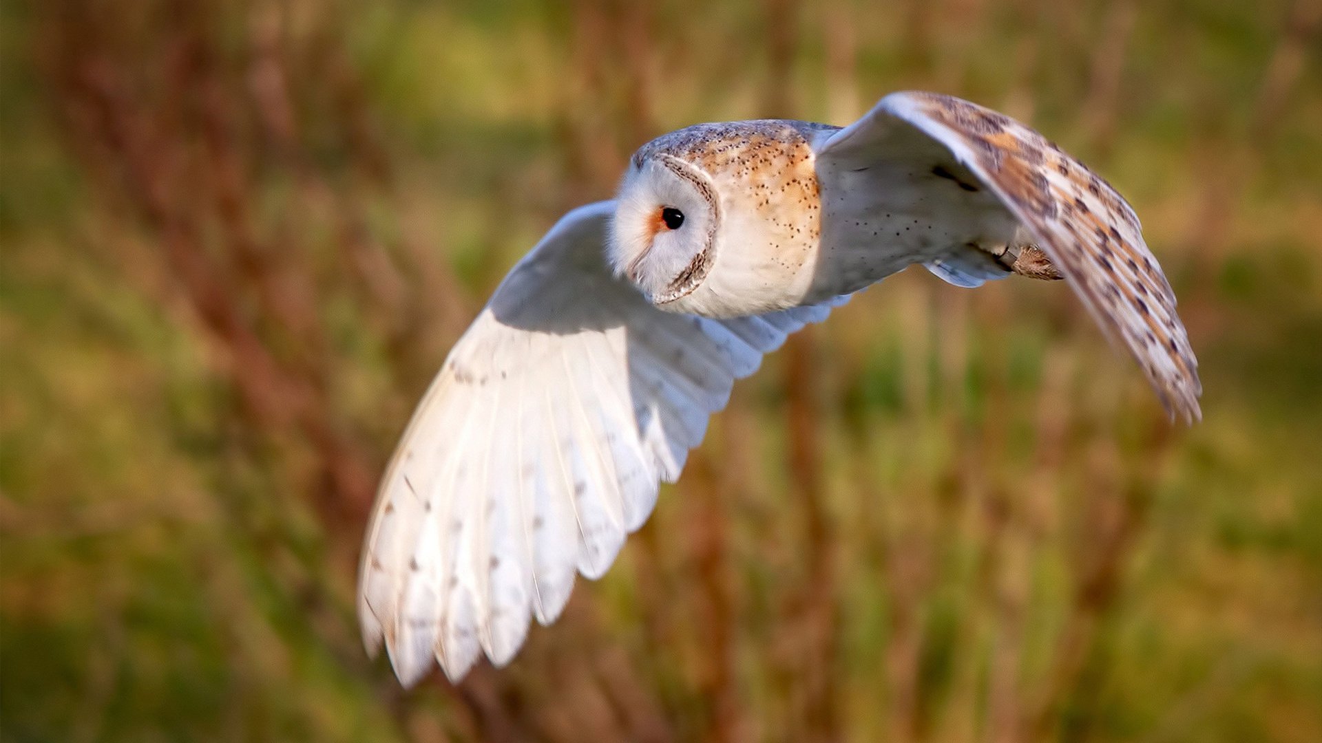 全国青少年跳高赛创造佳绩,未来之星崭露头角,全国跳高比赛视频