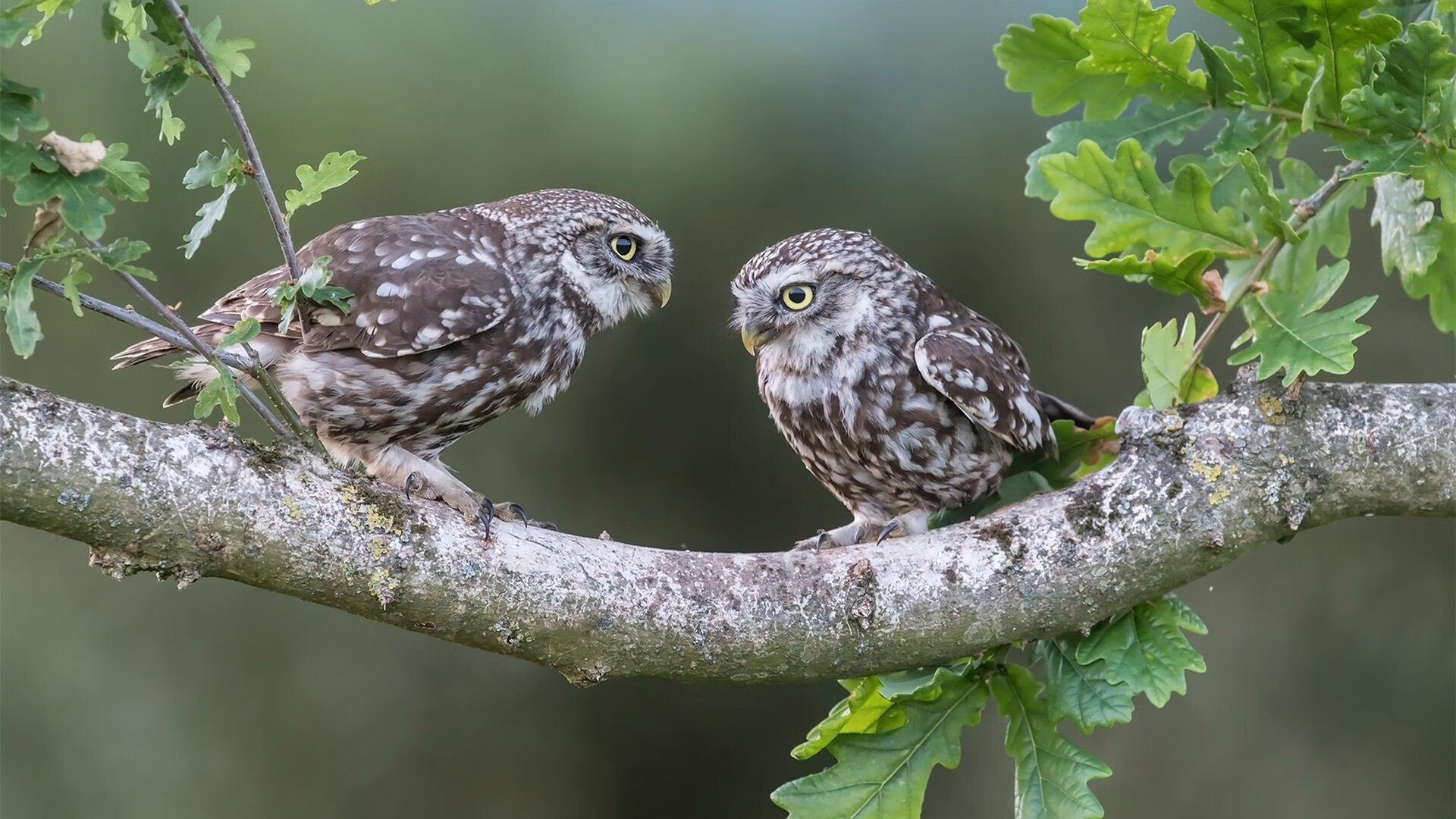 全国青少年跳高赛创造佳绩,未来之星崭露头角,全国跳高比赛视频