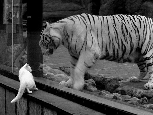 德甲球队视频分析提升防守站位调整效率的实证,德甲对抗