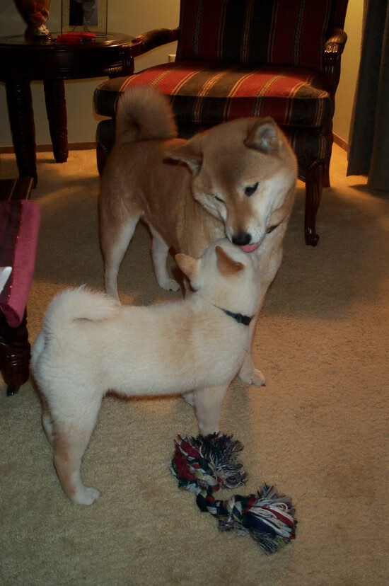 篮球运动员训练负荷监测与调整技术研究，篮球运动训练负荷分析