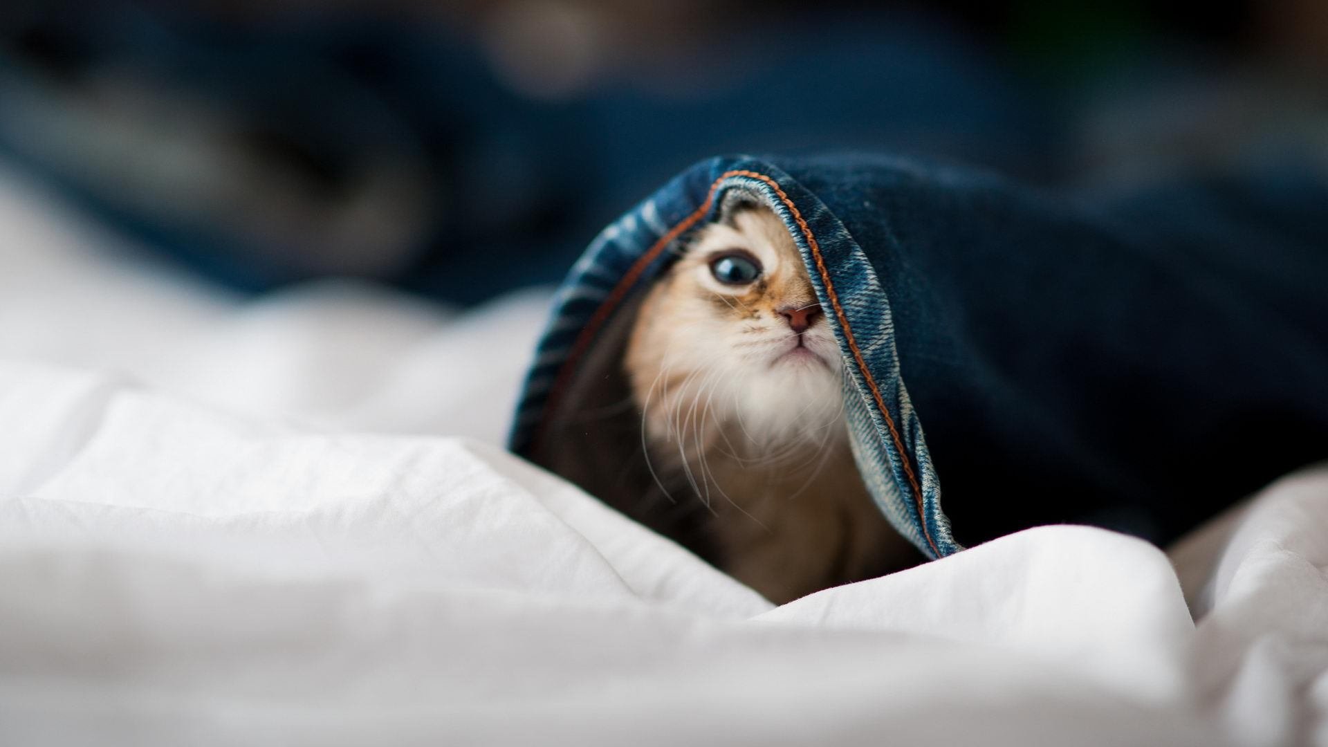 “生死搏杀，四川省体育馆自由搏击赛火爆登场”