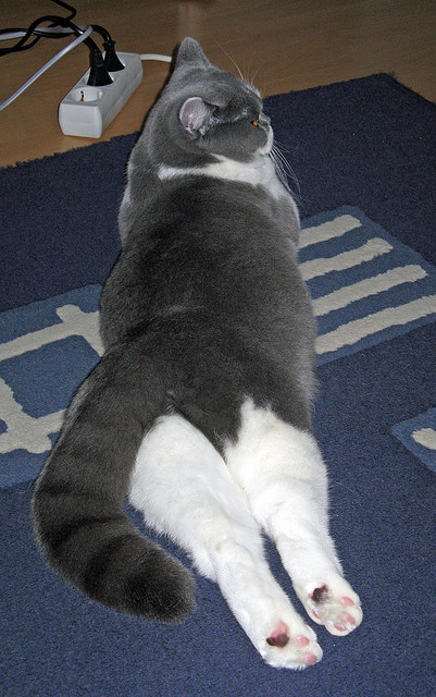 AIYOUXI-北京鸭新赛季目标锁定季后赛深度竞争，北京鸭百度百科